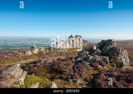 Affleurements Quartzite accidentés de la crête Stiperstones à Summer Heather, Shropshire Hills, Angleterre : Phillip Roberts Banque D'Images