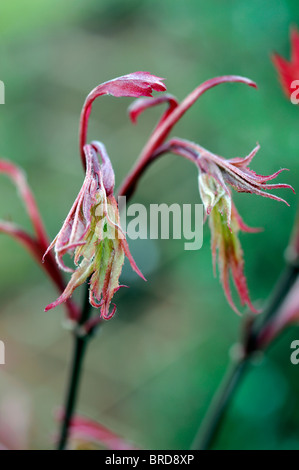 Acer palmatum bouton de la nouvelle feuille rouge écarlate printemps érable japonais Japanese Maple lisse de feuillus Banque D'Images