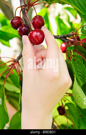 Cueillette à la main de cerises fraîches de Cherry Tree Banque D'Images