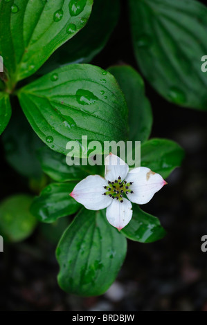 Cornus canadensis cornouiller rampante fleur blanche fleur Canadian Dwarf Cornel Cornouiller du Canada Craccurberry printemps Banque D'Images