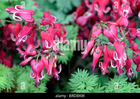 Dicentra Burning Hearts-fern leaf le cœur-rouge rose fleur fleurs fleurs fleur bord blanc pétales Banque D'Images