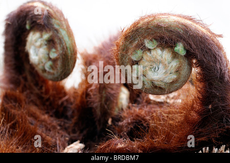 Dicksonia antartica nouveau déploiement frondes de fougère Banque D'Images