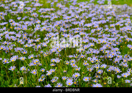 Felicia amelloides felicia bleu marguerite arbustives bush bush daisy evergreen shrublet vivaces fleurs bleu centre jaune Banque D'Images