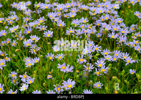 Felicia amelloides felicia bleu marguerite arbustives bush bush daisy evergreen shrublet vivaces fleurs bleu centre jaune Banque D'Images