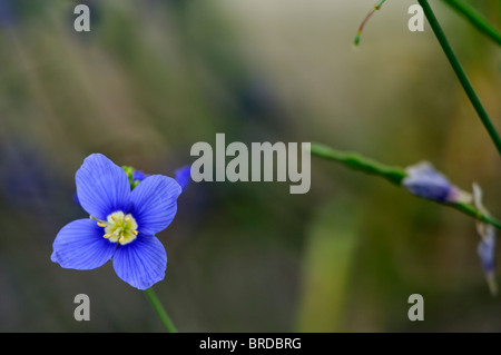 Heliophila longifolia faux lin bleu fleur plante annuelle fleurs blanc bleu avec les centres Banque D'Images