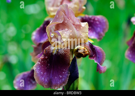 La guerre et la paix de l'iris iris germanica Iris allemand couleur rouille rhizomateuse de couleur pourpre fleur fleur fleur Banque D'Images