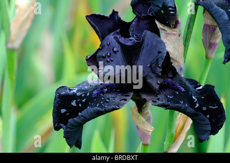 Avant la tempête de l'iris iris germanica Iris allemand noir-violet foncé rhizomateuse couleur couleur fleur fleur fleur Banque D'Images