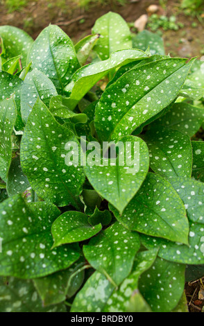 La silver spotted feuillage de la pulmonaire (Pulmonaria officinalis) plante à la fin de l'été, UK Banque D'Images