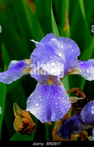 Blue iris iris germanica Iris bleu rhizomateuse allemand couleur couleur fleur fleur fleur Banque D'Images