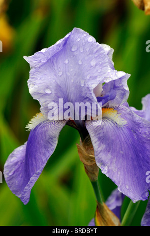 Rythme bleu iris germanica Iris rhizomateux Iris allemand drap bleu couleur couleur fleur fleur fleur Banque D'Images