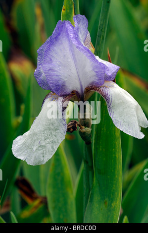 Fort Ticonderoga iris iris germanica Iris bleu lin rhizomateuse allemand couleur couleur fleur fleur fleur Banque D'Images