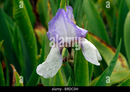 Fort Ticonderoga iris iris germanica Iris bleu lin rhizomateuse allemand couleur couleur fleur fleur fleur Banque D'Images