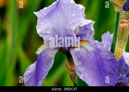 Rythme bleu iris germanica Iris rhizomateux Iris allemand drap bleu couleur couleur fleur fleur fleur Banque D'Images