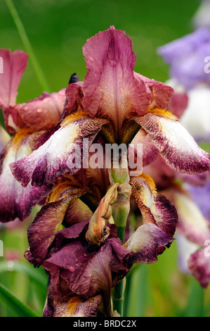 Mes iris germanica Iris marie rhizomateux Iris allemand couleur couleur rouge-pourpre fleur fleur fleur Banque D'Images