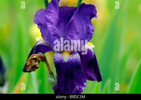 Pionnier de l'iris iris germanica Iris à rhizome allemand bleu foncé couleur pourpre fleur fleur fleur Banque D'Images