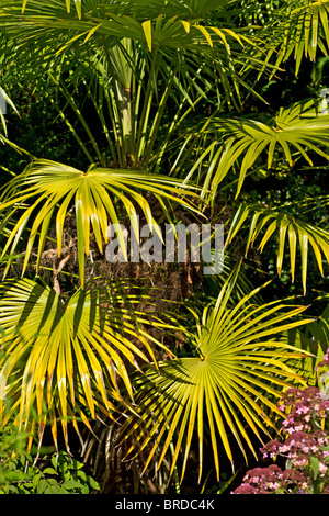 Les Chinois Palmier Chanvre (Trachycarpus fortunei) au début de l'automne, UK Banque D'Images