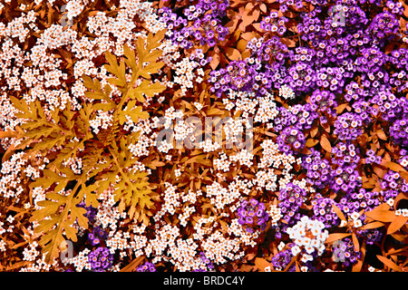 Blanc et violet couleur rock cress plantes couvre-sol dans un jardin Banque D'Images