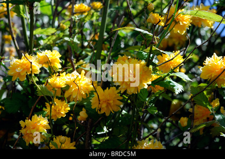 Japonica pleniflora vexille soleil doré or jaune fleur fleurs floral couleur mauve du Juif à feuilles caduques arbuste vigoureux au printemps Banque D'Images