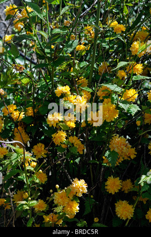 Japonica pleniflora vexille soleil doré or jaune fleur fleurs floral couleur mauve du Juif à feuilles caduques arbuste vigoureux au printemps Banque D'Images