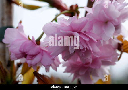 Prunus serrulata Kiku-shidare-zakura cerisier pleureur du cheal chrysanthème fleur double rose tendre Banque D'Images