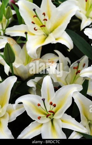 Lily Lilium Lilium Oriental dévotion x aurata x speciosum frappant fort floraison blanche avec une gorge jaune Banque D'Images