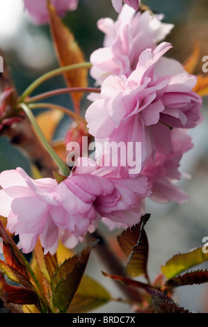 Prunus serrulata Kiku-shidare-zakura cerisier pleureur du cheal chrysanthème fleur double rose tendre Banque D'Images