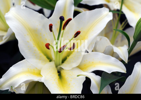 Lily Lilium Lilium Oriental dévotion x aurata x speciosum frappant fort floraison blanche avec une gorge jaune Banque D'Images