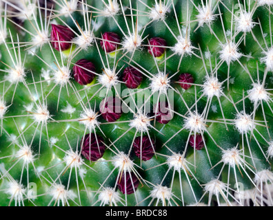 Pincushion Cactus Mammillaria sp var espèces délicates petites annelés bague fleur rose fleur fleurs Banque D'Images