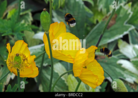 Fleurs de pavot oriental jaune et les bourdons alimentation alimentation printemps Banque D'Images