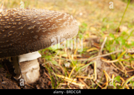Grand angle vue rapprochée de l'blush champignon. Banque D'Images