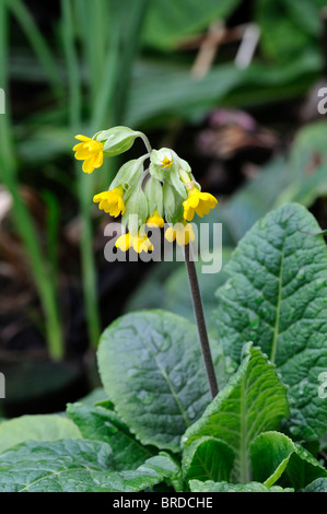 Primula veris coucou bleu variété jaune espèce variante sp close up primrose Banque D'Images