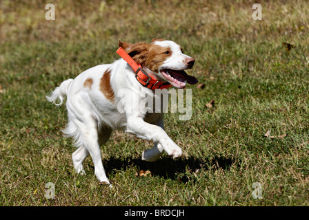 Bretagne running through Field dans le Comté de Harrison, dans l'Indiana Banque D'Images