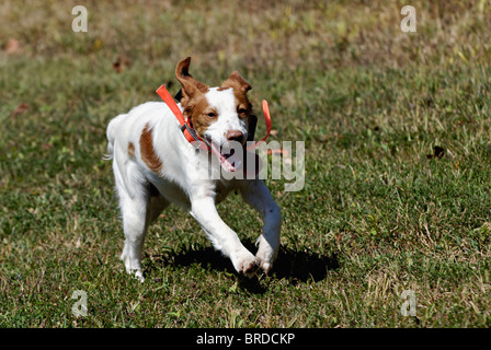 Bretagne running through Field dans le Comté de Harrison, dans l'Indiana Banque D'Images