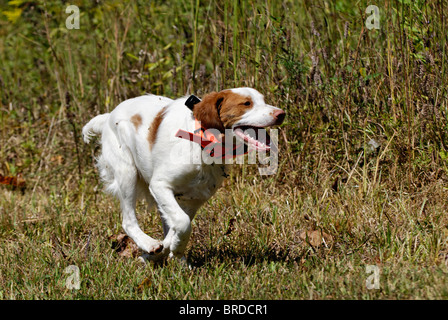 Bretagne running through Field dans le Comté de Harrison, dans l'Indiana Banque D'Images