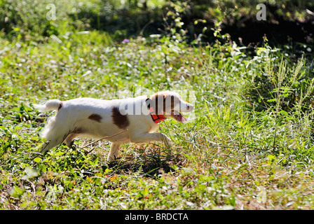 Bretagne running through Field dans le Comté de Harrison, dans l'Indiana Banque D'Images