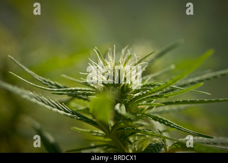 Close up de fleur de cannabis Banque D'Images