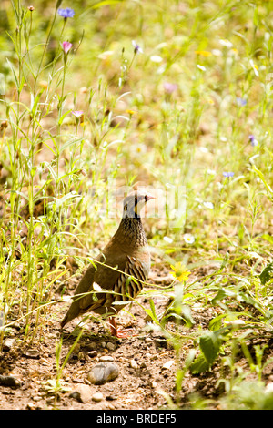 (France rouge Alectoris rufa) dans le maïs paramètre wildflower Banque D'Images