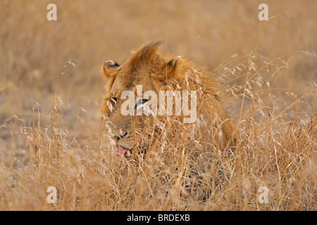 Lion mâle dans les graminées de Masai Mara, Kenya, Afrique Banque D'Images