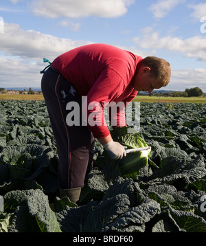 Travailleur migrant ; légumes cueillis sur des fermes de la zone fertile de Burscough & Tarleton, près de Southport, et Preston, Royaume-Uni Banque D'Images