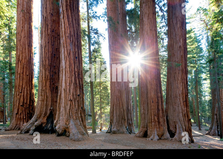 Par Sunburst Séquoia géant (Sequoiadendron giganteum) Sequoia National Park, Californie Banque D'Images