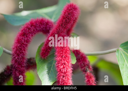 Libre de fleurs de Red Hot Cat's Tail (le hispida), aka usine en chenille, Trinidad, Caraïbes, Antilles. Banque D'Images