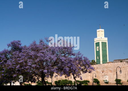 Ville fortifiée avec Minaret & Jacaranda, Meknès, Maroc Banque D'Images