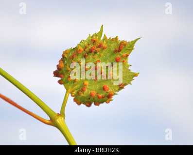 De Galles (phylloxera Viteus vitifoliae) sur grape leaf Banque D'Images