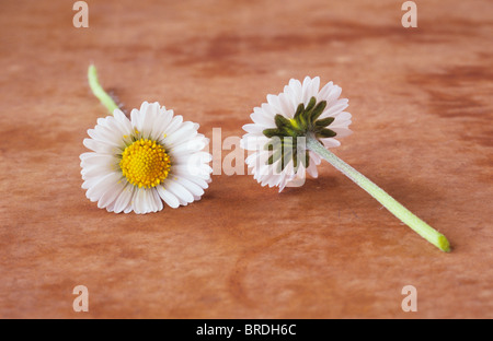 Close up de deux fleurs de Marguerite Bellis perennis pelouse ou couché sur la surface marbrée marron dos à dos Banque D'Images