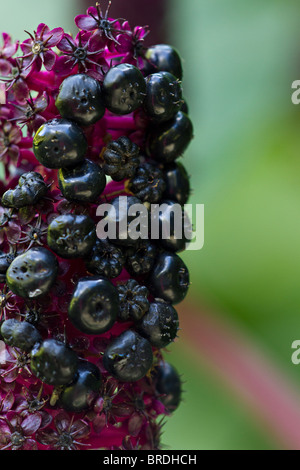 Fruits rouge foncé de l'Amérique, Phytolacca americana. du phytolaque (pokeweed) Banque D'Images