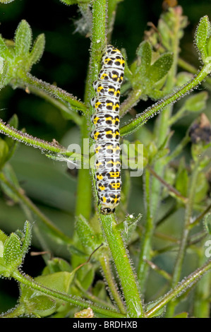 La chenille de couleur frappante de Cucullia verbasci, le mullein moth Banque D'Images