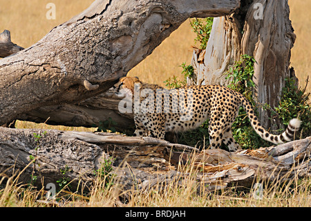 Cheetah sur un arbre mort tombé dans les prairies du Masai Mara au Kenya, Afrique Banque D'Images