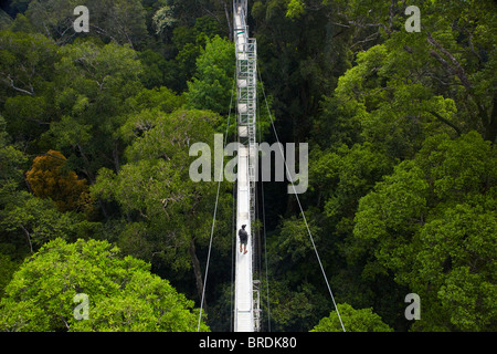 Le Parc National d'Ulu Temburong, Brunei Banque D'Images