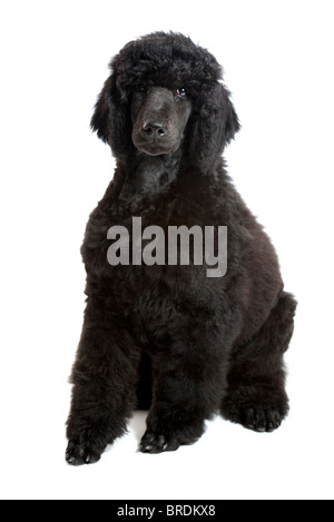 Un chiot mâle caniche standard sur fond blanc Banque D'Images