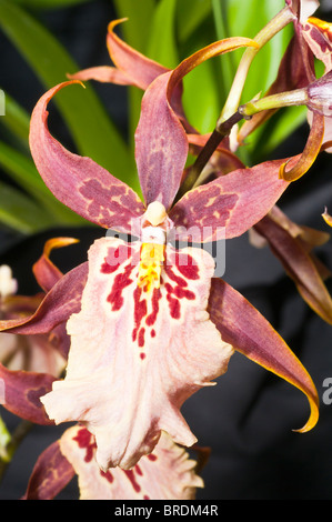 Aliceara Sunday Best 'Muffin', orchidée hybride Banque D'Images